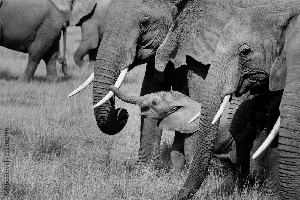 Naklejka premium Black and White images of elephants in the wild
