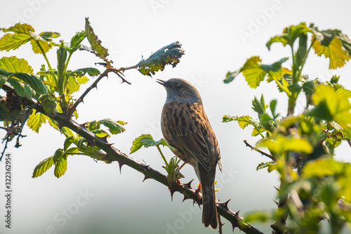 Dunnock Prunella modularis bird singing Springtime photo