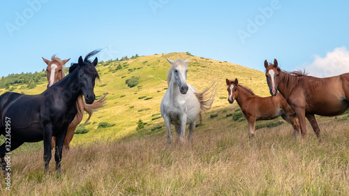 Horses with a foal walking in the mountains on a meadow on a warm summer day. Natural background