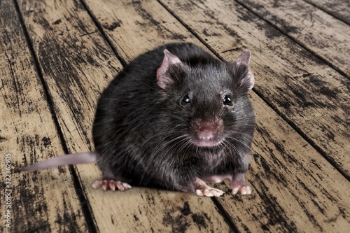 Rat.