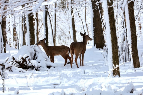 White tailed deer, doe and fawn near city park in Wisconsin