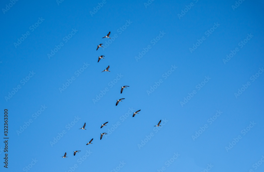 A flock of birds on the blue sky background