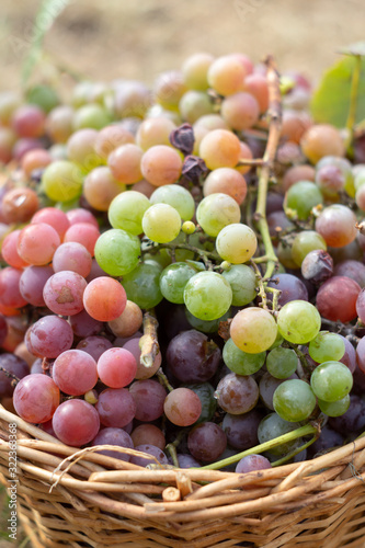 Green and purple grapes in a basket in the garden