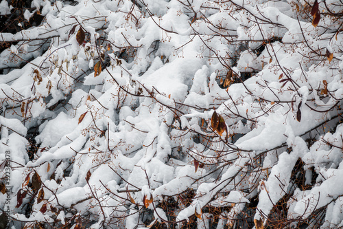 Branches of bushes in the snow on a winter day