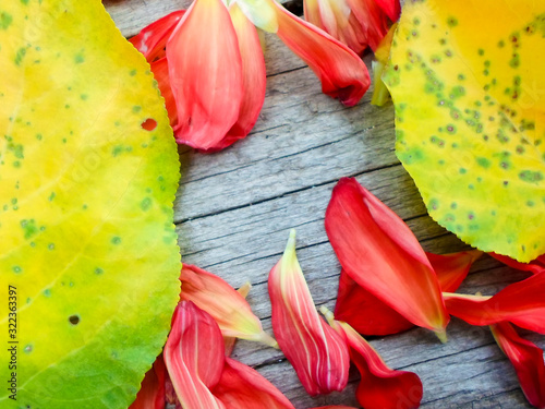 yellow apricot leaves and rose petals on a wooden board.