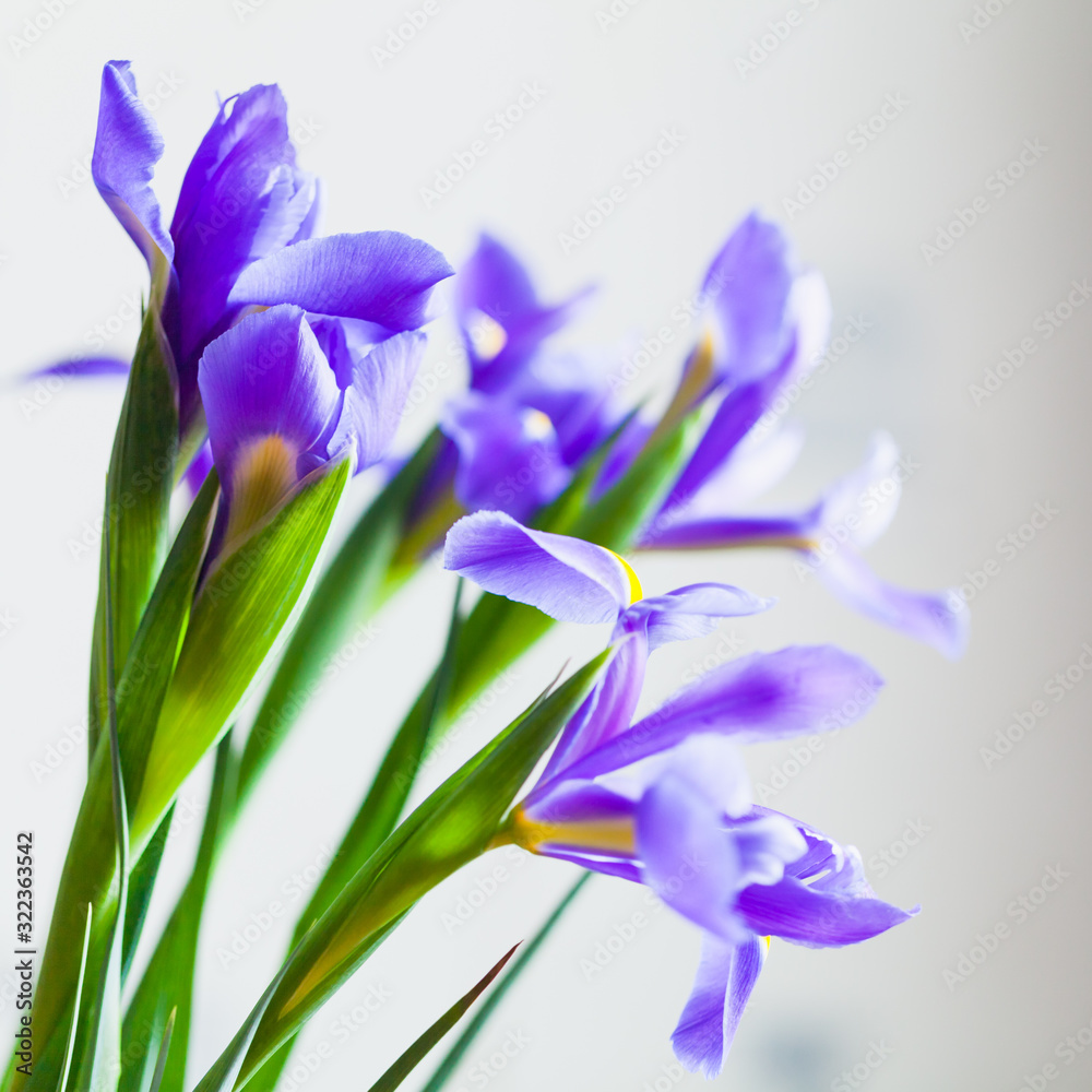 Bouquet of Japanese irises