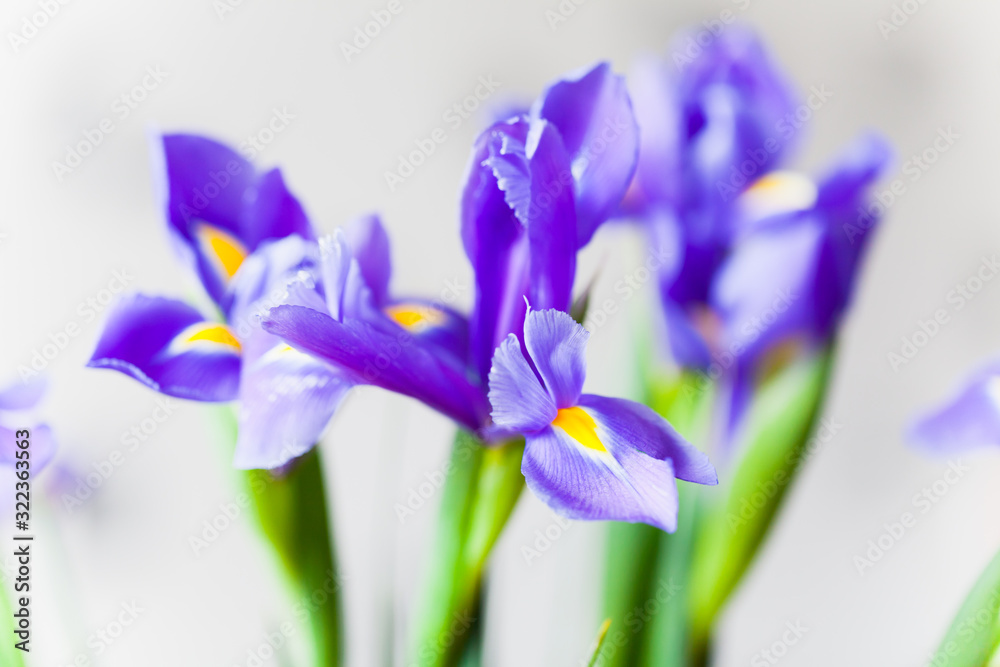 Japanese irises over light gray blurred background Japanese irises over light gray blurred background