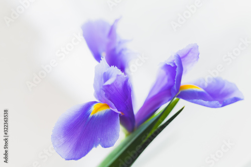 Fototapeta Naklejka Na Ścianę i Meble -  Japanese iris flower over gray blurred background