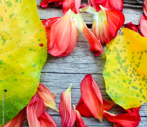 yellow apricot leaves and rose petals on a wooden board.