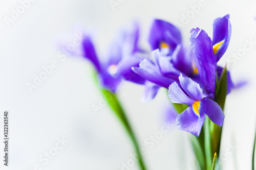 Fototapeta Naklejka Na Ścianę i Meble -  Japanese iris, flowers over light gray