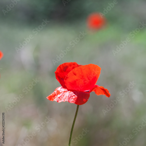 Red poppy flower over blurred natural background