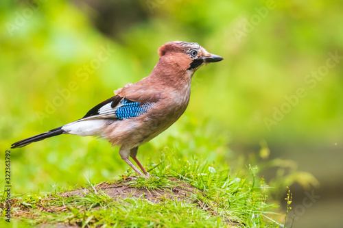 Eurasian jay bird (Garrulus glandarius) perched in grass, Summer colors