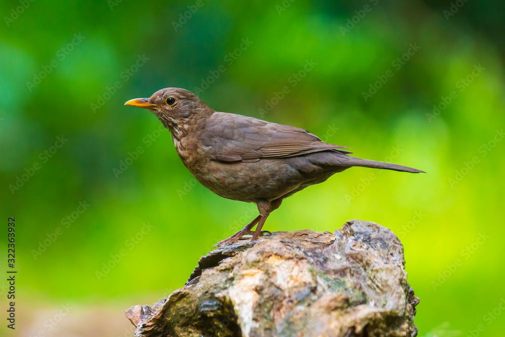 Closeup of a Blackbird female (turdus merula) perched in a forest tree Closeup of a Blackbird female (turdus merula) perched in a forest tree