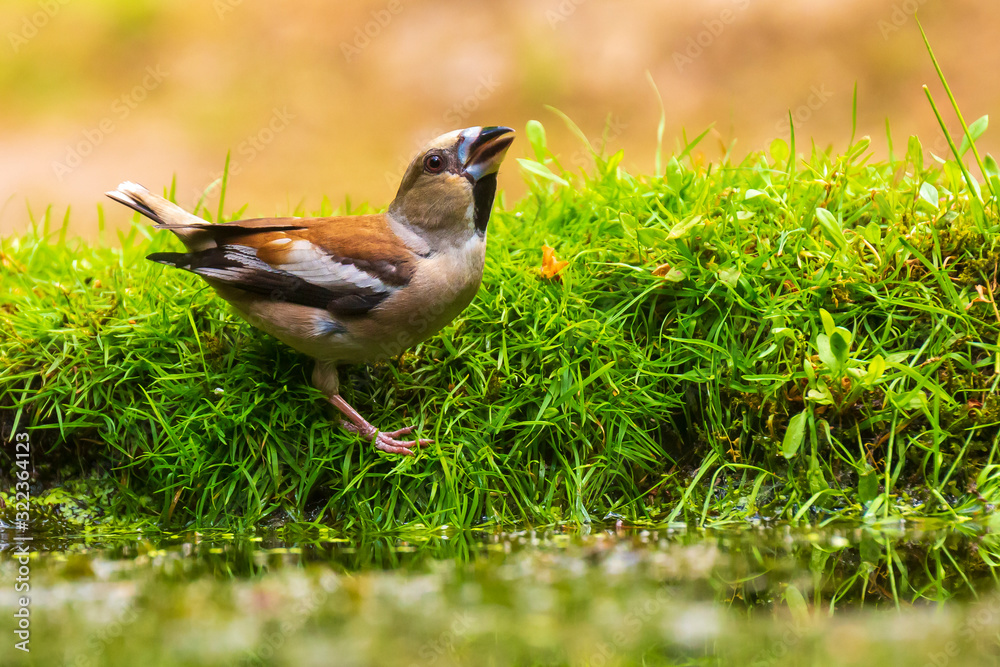 Closeup of a beautiful male wet hawfinch, Coccothraustes coccothraustes drinking, washing, preening and cleaning in water. Closeup of a beautiful male wet hawfinch, Coccothraustes coccothraustes drinking, washing, preening and cleaning in water.