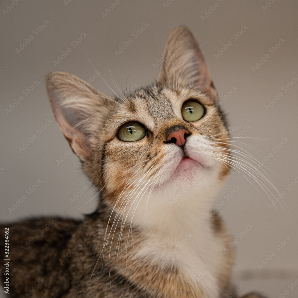 Beautiful adult tabby cat portrait Beautiful adult tabby cat portrait