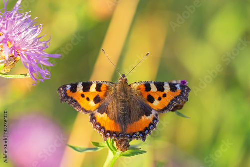 The small tortoiseshell (Aglais urticae) is a colourful Eurasian butterfly in the family Nymphalidae. 
