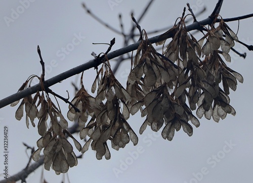 A branch of maple with seeds. photo