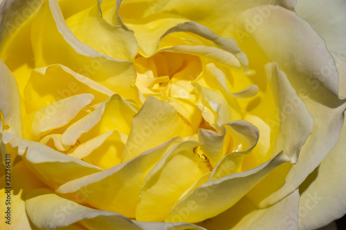 Yellow rose on stem outside - in sunlight - Closeup © Larry Zhou