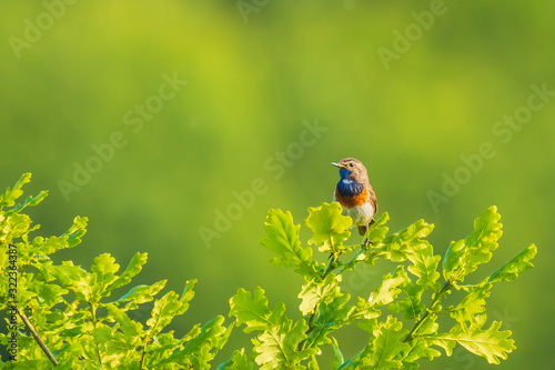 Closeup of a blue-throat bird Luscinia svecica cyanecula singing