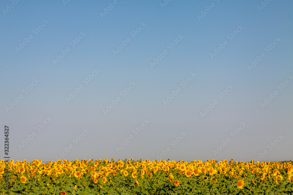 The blue sky is below the field of sunflowers.