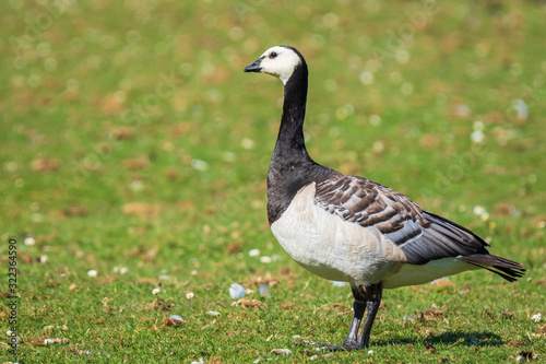 Closeup of a barnacle goose Branta leucopsis in a meadow