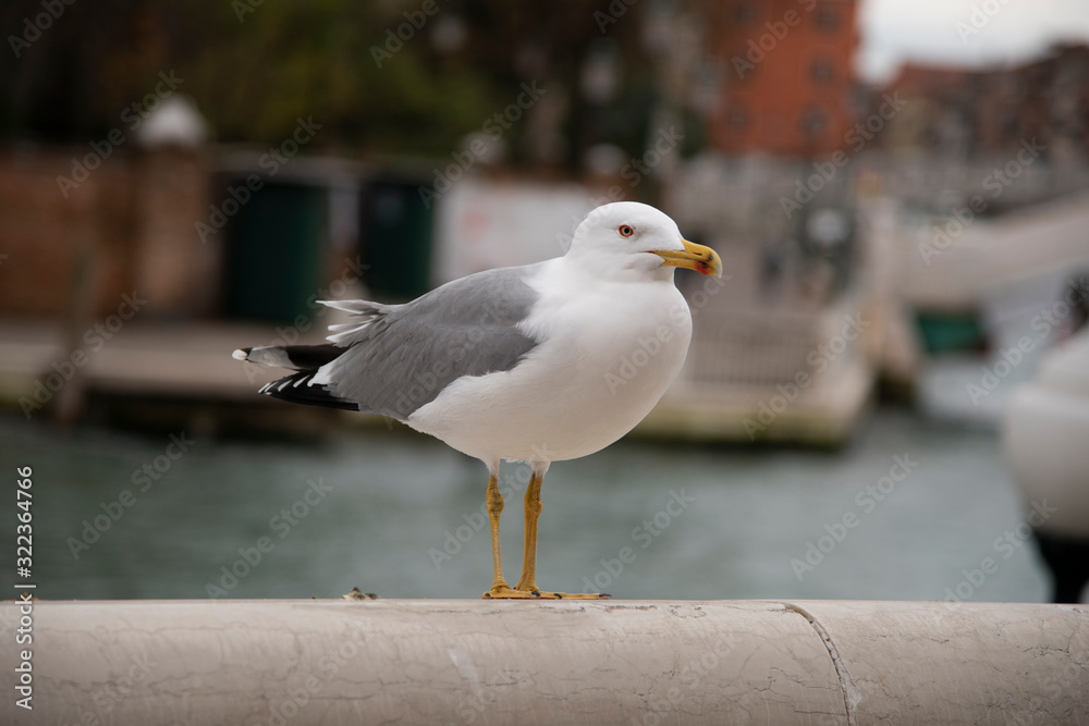 The herring gull called magogna in Venice, Italy. Perched on a parapet with the background of the Grand Canal. The herring gull called magogna in Venice, Italy. Perched on a parapet with the background of the Grand Canal.