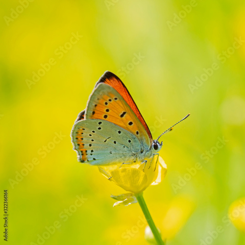 The large copper (Lycaena dispar) is a butterfly of the family Lycaenidae. © ihorhvozdetskiy