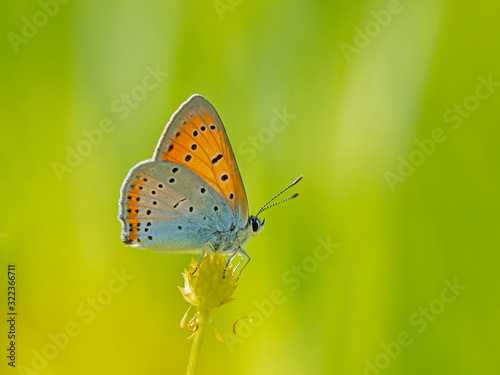 The large copper (Lycaena dispar) is a butterfly of the family Lycaenidae.