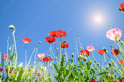 Opium Poppy field with blue sky at chiang mai , Thailand. Opium has an important chemical composition, is more than 30 alkaloids that are important and currently still in medical use