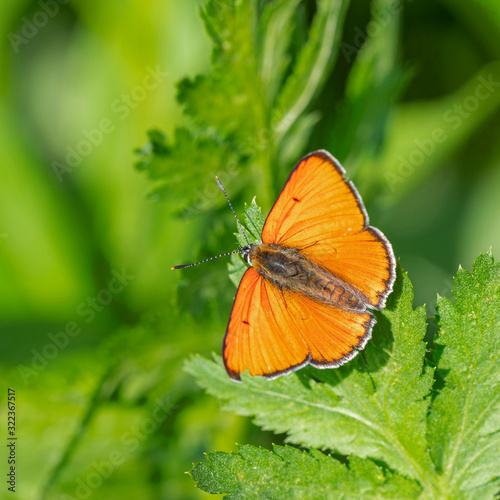 The large copper (Lycaena dispar) is a butterfly of the family Lycaenidae.