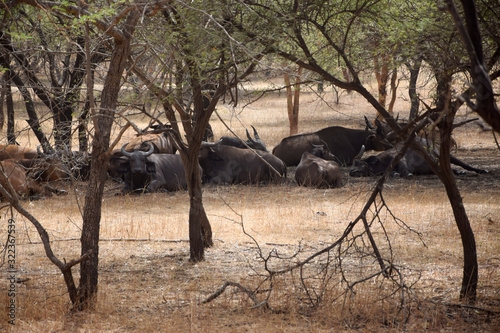 African forest buffalos (Syncerus caffer nanus) photo