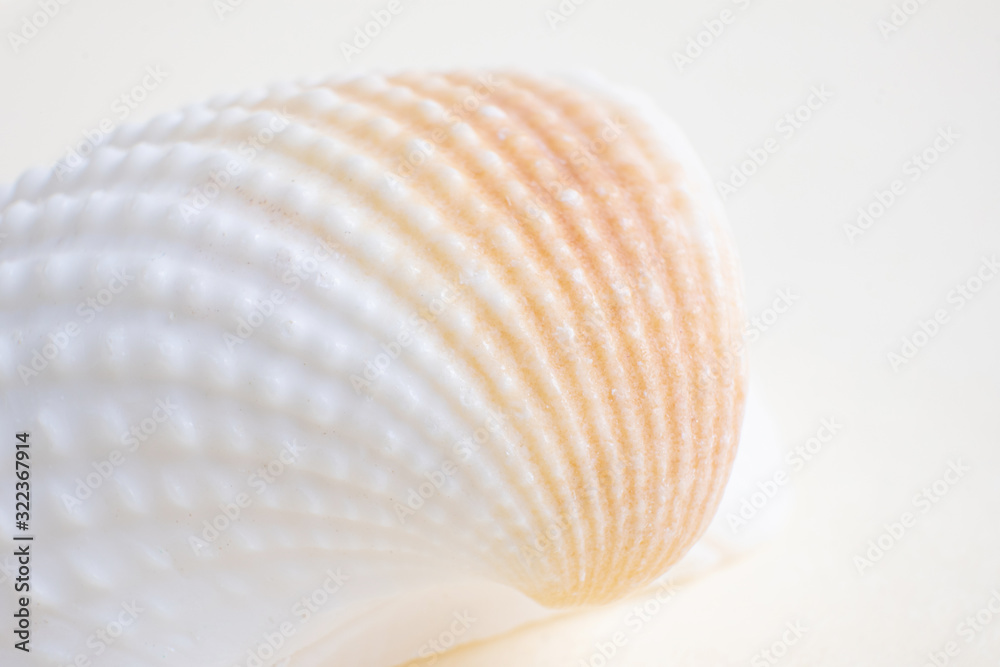 Seashell closeup on a light pastel background. Detailed macro photography. Large depth of field. The concept of vacation, sea, summer, travel, decor.