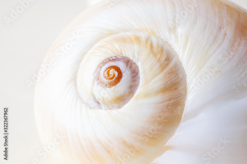 Spiral snail shell closeup on a light pastel background. Detailed macro photography. Large depth of field. The concept of vacation, sea, summer, travel, decor.