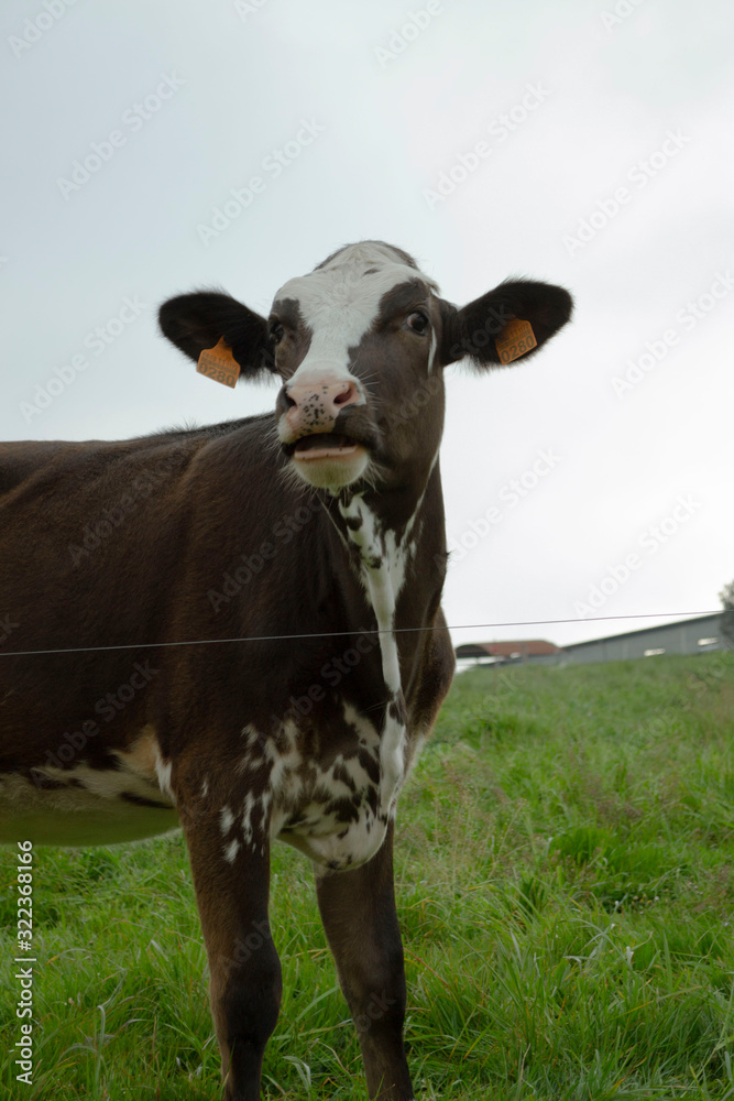 Cow Cow