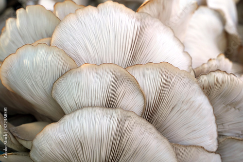 Fresh oyster mushroom (Pleurotus ostreatus) on wooden table