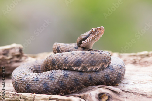 Viper (Vipera aspis) in its habitat, Italy, Europe photo