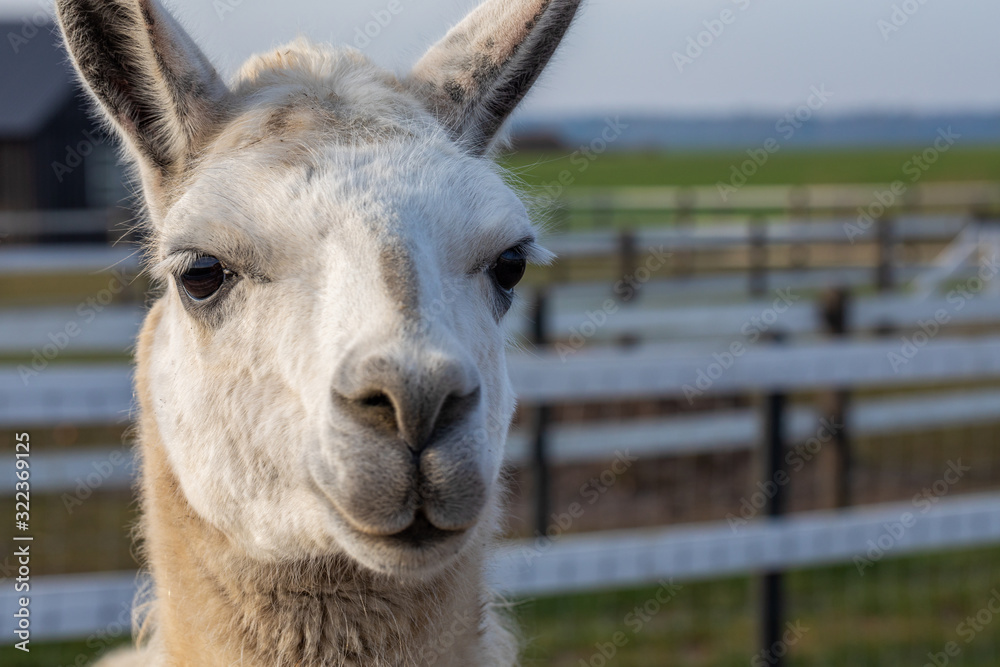 Cute friendly alpaca on an alpaca farm. Closeup of an alpaca face