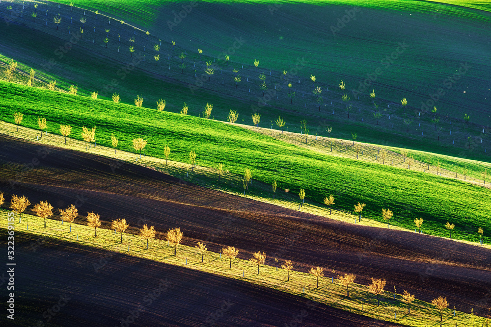 Green, brown and yellow waves of the agricultural fields of South Moravia, Czech Republic. Rural spring landscape with colored striped hills with trees. Can be used like nature background or texture - obrazy, fototapety, plakaty 