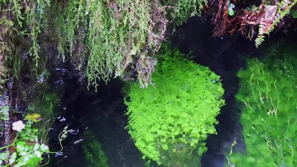 Bring green water plant Bring green water plant