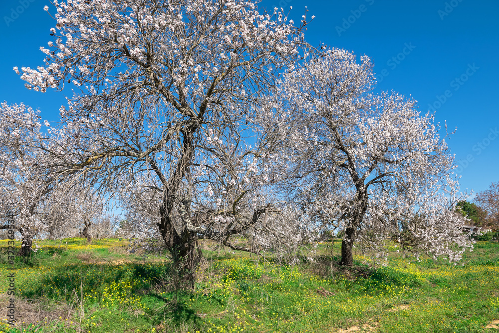 Flowering almond trees on a bright sunny day Flowering almond trees on a bright sunny day