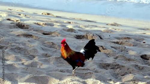 Wild rooster on Poipu beach in Kauai