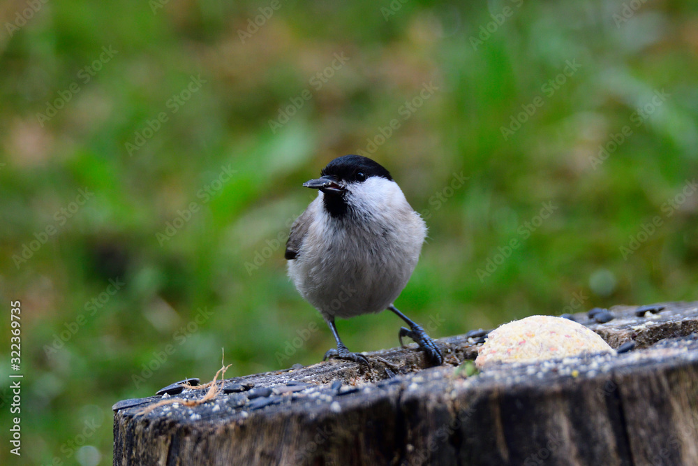 Naklejka premium Sumpfmeise an der Winterfütterung 