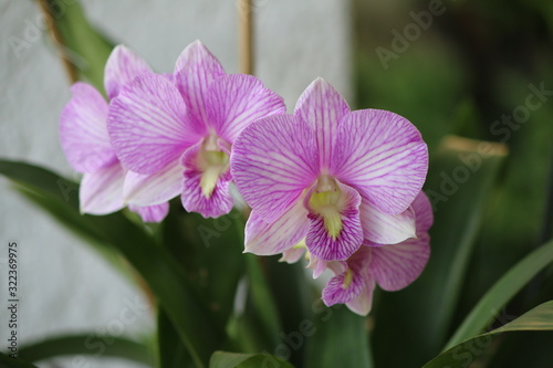 Three pink orchids with white stripes in the garden