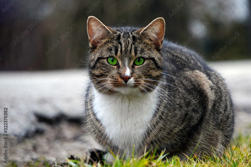 Head of a gray tabby cat with green eyes and a white breast close-up against the fence, free-walking cat.