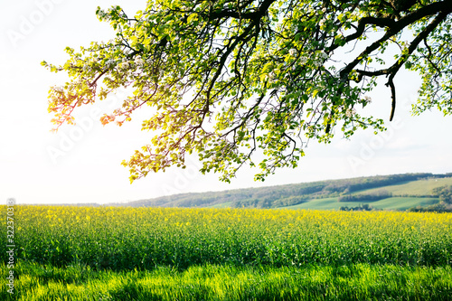 Sunny rural summer landscape with agricultural rape field and tree branches