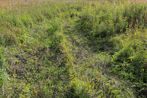 wheel tracks on a green meadow