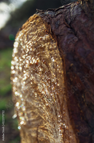 Resinous piece of wood 