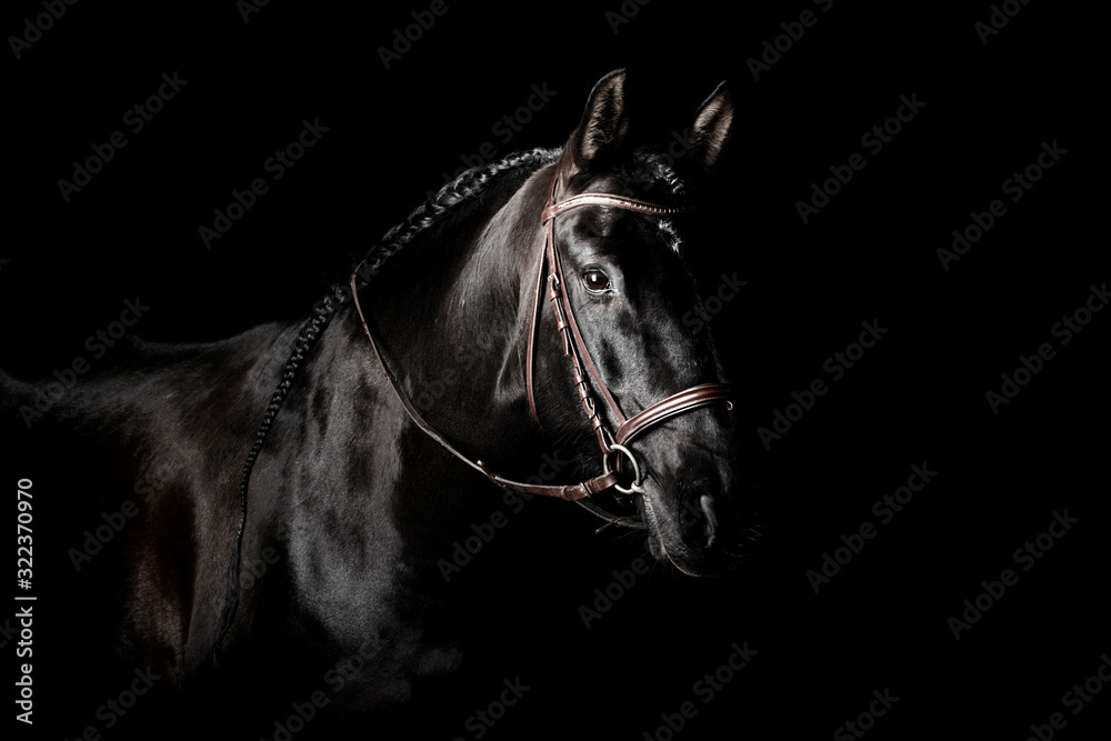 Black PRE (andalusian) horse portrait in brown classic leather bridle with reigns isolated on black background.