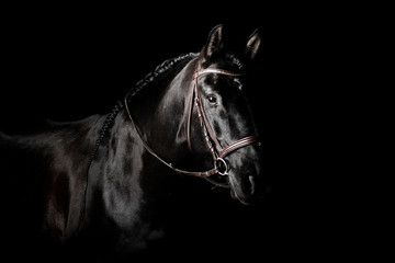 Foto auf Leinwand Pferde Schwarzes PRE (andalusisches) Pferdeporträt in braunem, klassischem Lederzaum mit Zügeln isoliert auf schwarzem Hintergrund.  © aurency