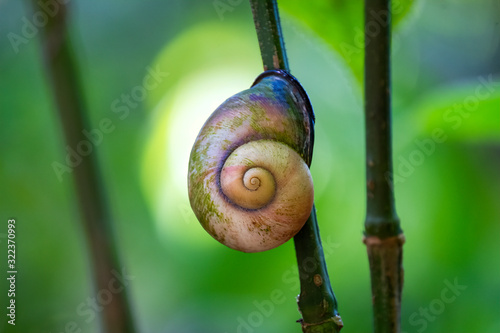 Giant Tree Snail (Acavus phoenix,) Sinharaja Rain Forest Reserve, Sri Lanka photo